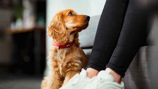 A closer look at Why Do Dogs Stare At Owners With A Confused Face